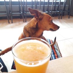 High angle view of a dog on table