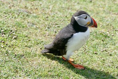 Puffin, orkney islands 