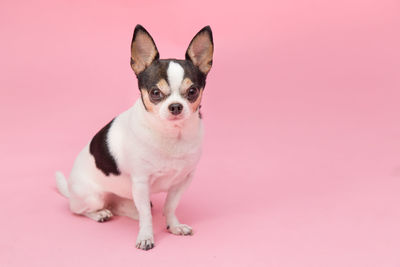 Portrait of dog sitting against pink background
