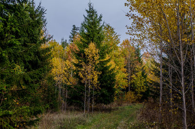 Trees in forest during autumn