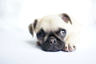 Close-up portrait of a dog over white background