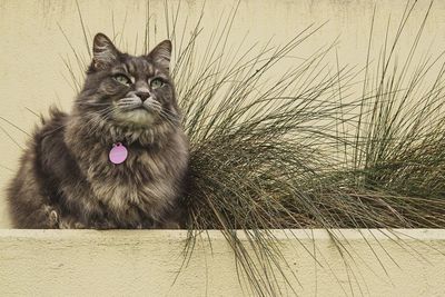 Portrait of cat