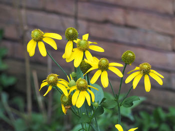 Close-up of yellow flowers blooming outdoors