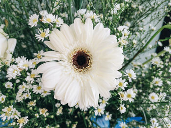 Close-up of white daisy flowers