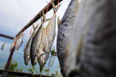 Close-up of fish hanging on clothesline against sky