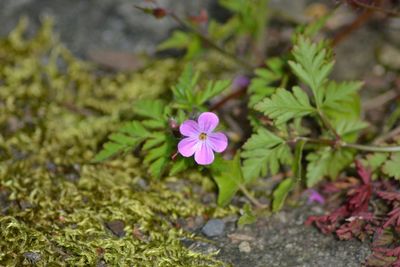 Close-up of purple flowers