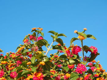 Low angle view of flowering plants against blue sky