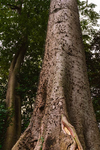Low angle view of tree trunks in forest