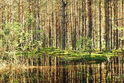 Reflection of trees in water