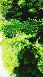 Close-up of plant