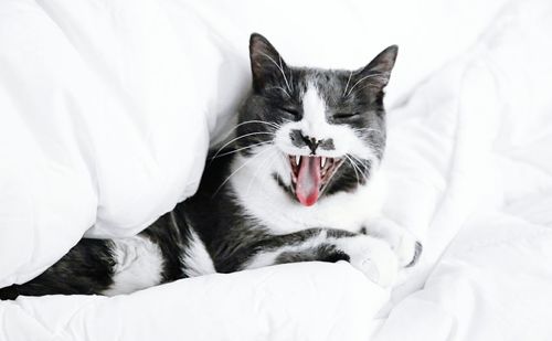 Close-up of cat yawning on sofa