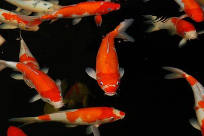 View of koi fish in pond
