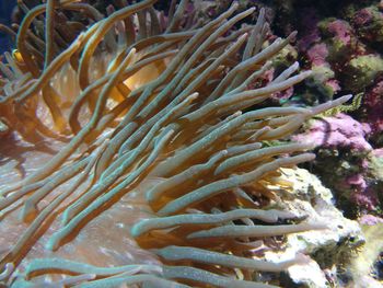 Close-up of coral in sea