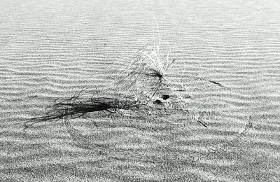 High angle view of animal on land