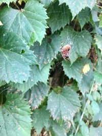 Close-up of spider on web