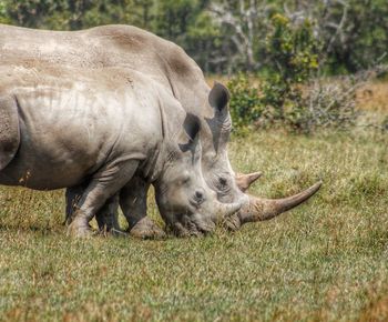 Rhinoceros with calf grazing on field