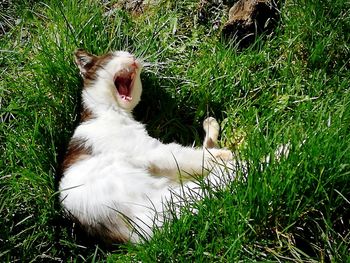 Cat relaxing on field