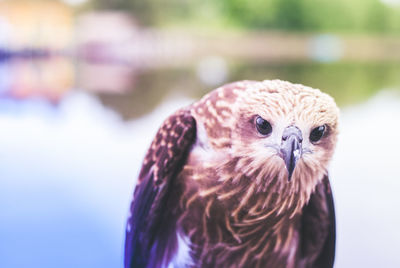 Close-up portrait of owl