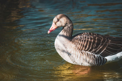 Duck swimming in lake