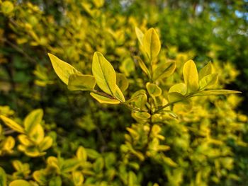 Close-up of yellow leaves on plant in field