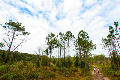 Scenic view of forest against sky