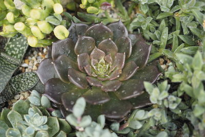 High angle view of succulent plant