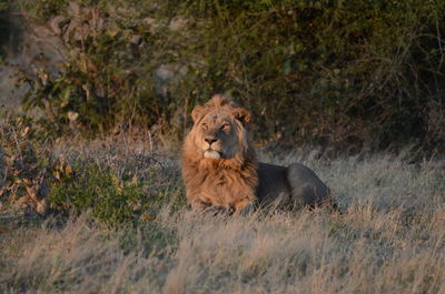 Lioness sitting on field