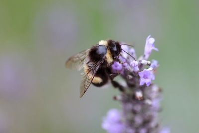 Bumblebee on flower 
