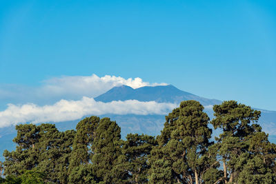 Plants growing on mountain against sky