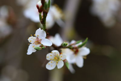 Close-up of white cherry blossoms