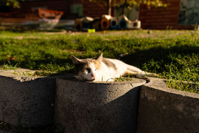 Cat relaxing on retaining wall