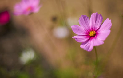 Close-up of pink cosmos flower