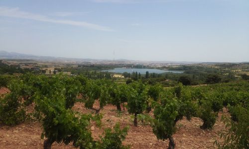 View of trees on landscape