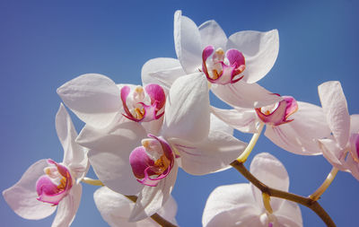 Low angle view of cherry blossoms against blue sky