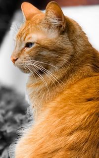 Close-up of a cat looking away