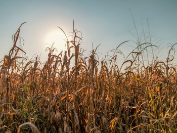 Close-up of crops on field against sky