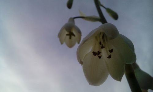 Close-up of flowers