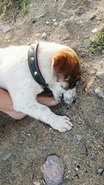 High angle view of dog lying on land