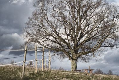 Bare tree on field against sky