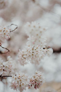 Close-up of cherry blossoms on branch