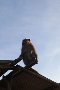 Low angle view of sitting on roof against sky