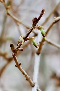 Close-up of flower buds on twig