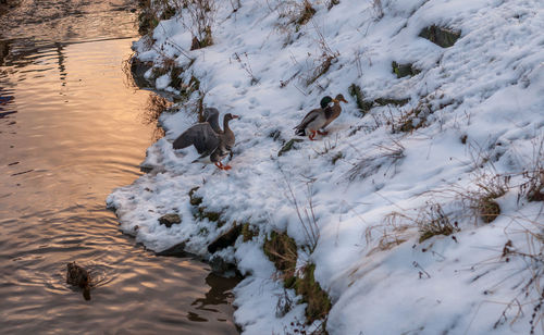 High angle view of ducks swimming in lake