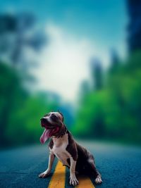 one animal