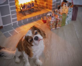 Close-up of dog