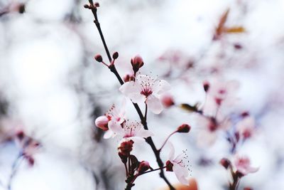 Low angle view of apple blossoms in spring