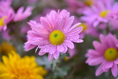 Close-up of purple flowering plant