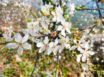 Close-up of white flowers on tree