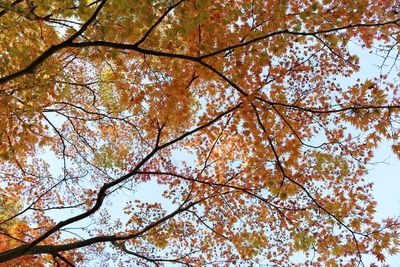 Low angle view of tree against sky during autumn