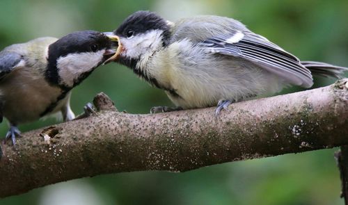 Close-up of bird perching on wall